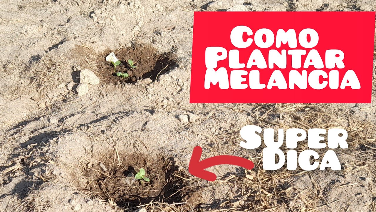 como plantar melancia ,de forma orgânica
