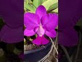 Floração Walkeriana Rubra #orchid #orquideasdentrodecasa