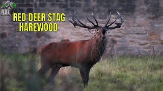 Red Deer Stag (Harewood)