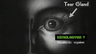 Cryakoo - Simülasyon (Resmi)