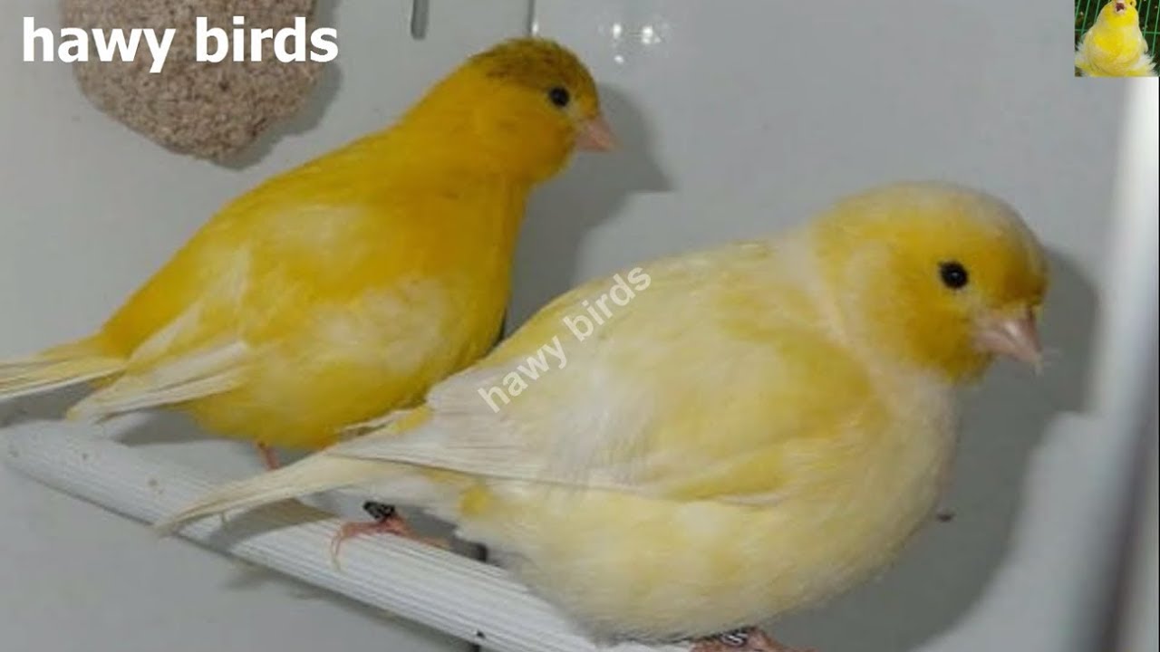 أعراض أمراض الكناري المخفية التى تظهر على الطيور