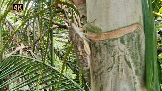 Download Lagu Cicadas Loudest insects in Bangkok! How do they make so much noise? 🇹🇭 Thailand MP3