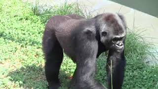 シャバーニ家族 610 Shabani family gorilla