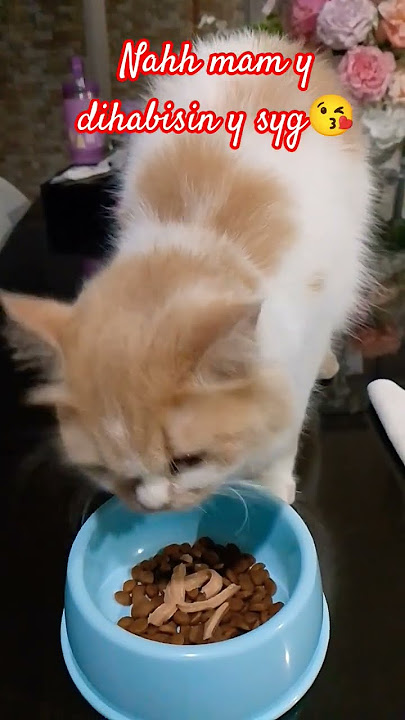 tumben nah mam nya cepet bgt#catlovers ❤️❤️
