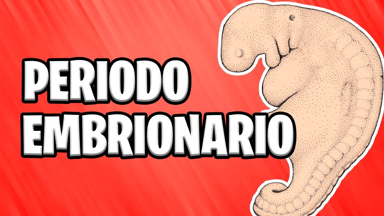 ✅ PERIODO EMBRIONARIO | DE LA TERCERA A LA OCTAVA SEMANA  📚 ORGANOGÉNESIS | CAPAS GERMINALES