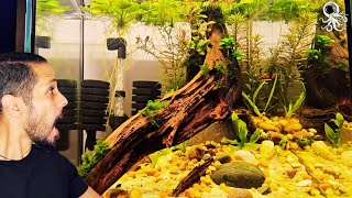 Killifish PARADISE PLANTED Aquarium