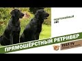 TEST.TV: Прямошёрстный ретривер подружейный пёс.