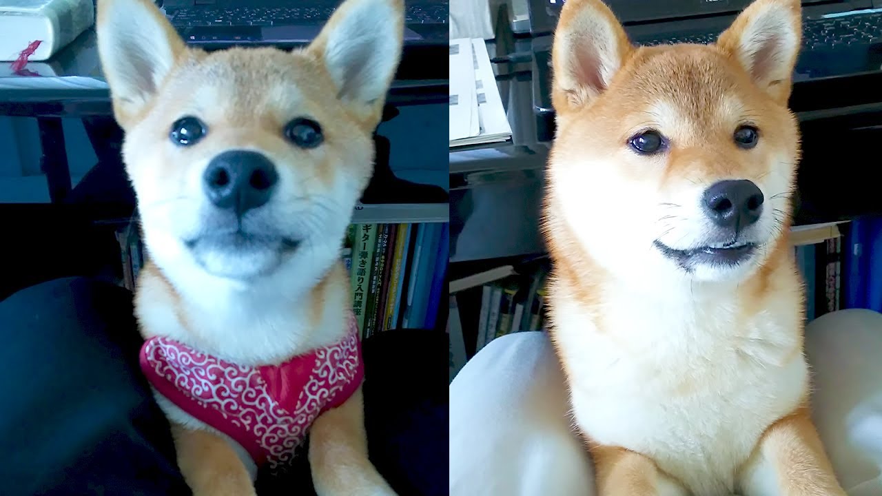 動体視力が超犬的な柴犬qちゃん Youtube