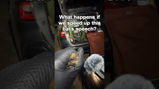 Speeding Up Bat Speech 🦇 🎤 #bat #speech #korn 🎥 Jonathan Janes #biologist ##professional