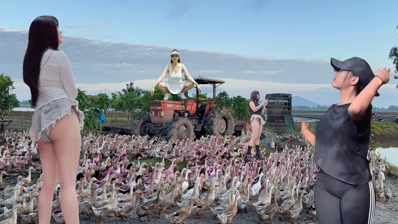Trucks cross flooded dikes to transport ducks to fields full of feed.