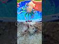 Learn Sea Animal Names for Kids with Toys: Blue Whale Octopus Sperm Whale Squid Starfish