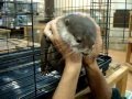 【NOAH  animal channel： 可愛い動物シリーズ3】かわいい～！カワウソ：So Cute Otter by The Inner City Zoo NOAH