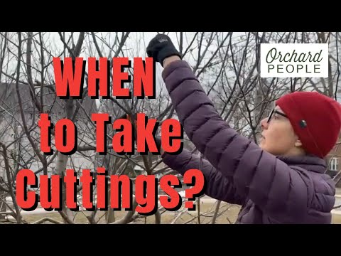 WHEN in WINTER to take fruit tree cuttings (Avoid this mistake!)