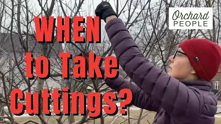 WHEN in WINTER to take fruit tree cuttings (Avoid this mistake!)