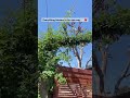 Everything blooms in its own way 💗🌸 #viral #shortvideo #love #shorts #views #video #flowers #rose