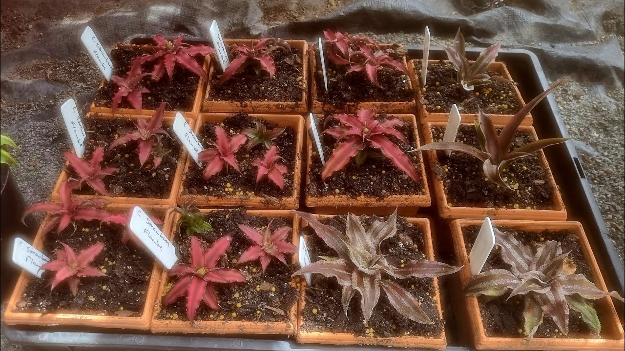Cryptanthus care made simple.