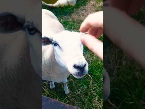 К твоему крылечку вечерами снова прихожу. #лето #дача #nature #сад #огород