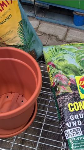 How to properly plant a palm and banana plant. Palm garden, perlite, and  Seramis! #banana #palm - YouTube