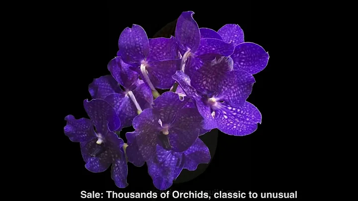 Orchid Quest 2023