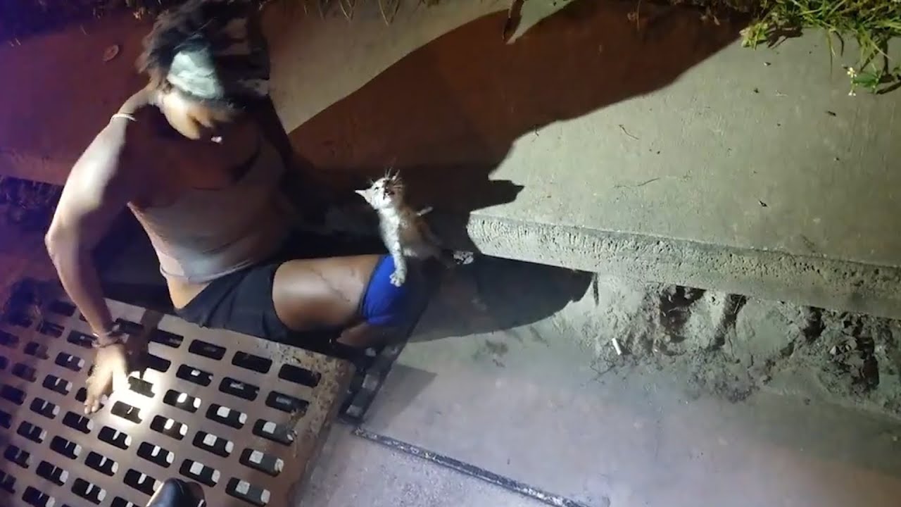Brave Woman Jumps Into Storm Drain To Rescue Kitten Crying For Help ...