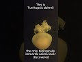 This Jellyfish Lives Forever 😱 #jellyfish #immortal #animalfacts #shorts #nature #mindblown