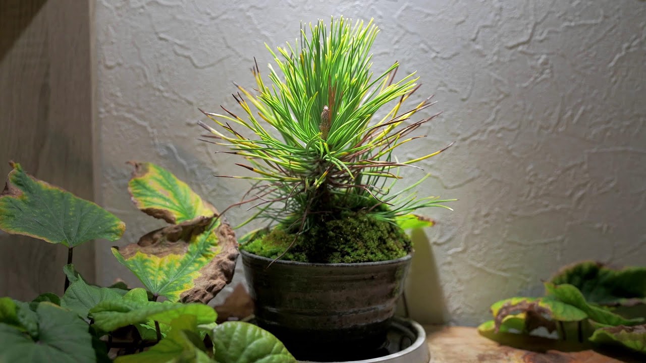 そのときまで　Seeds and the Circumstances　2026/2/23