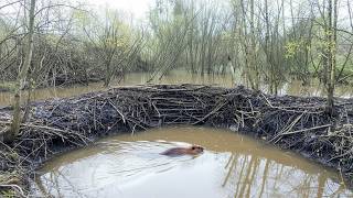 Unbelievable Beaver Dam Removal Natures Power On Full Display
