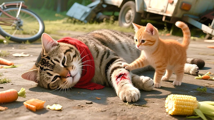 Cat Mama Was Hurt… But Her Kitten’s Brave Heart Changed Everything 🐱🩹🌲#cat #catstory #funny