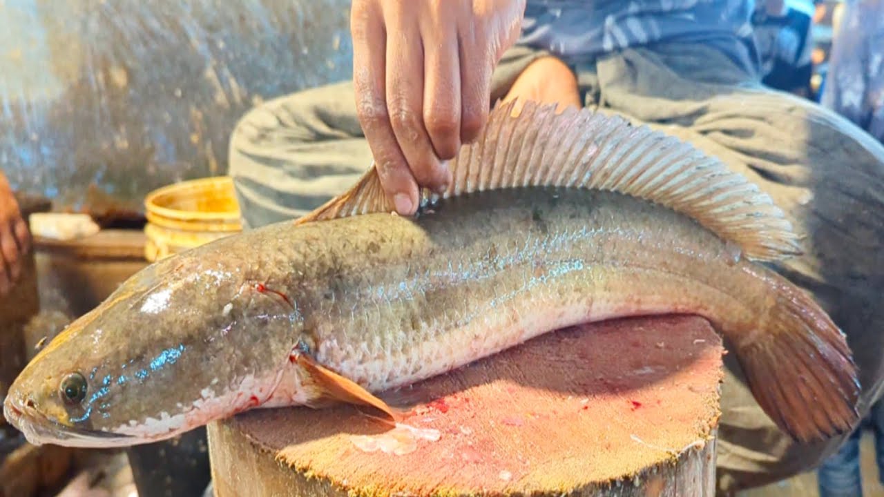 Amazing Huge Murral Fish Cutting Skills In Dhaka Fish Market | Fish Cutting Skills 