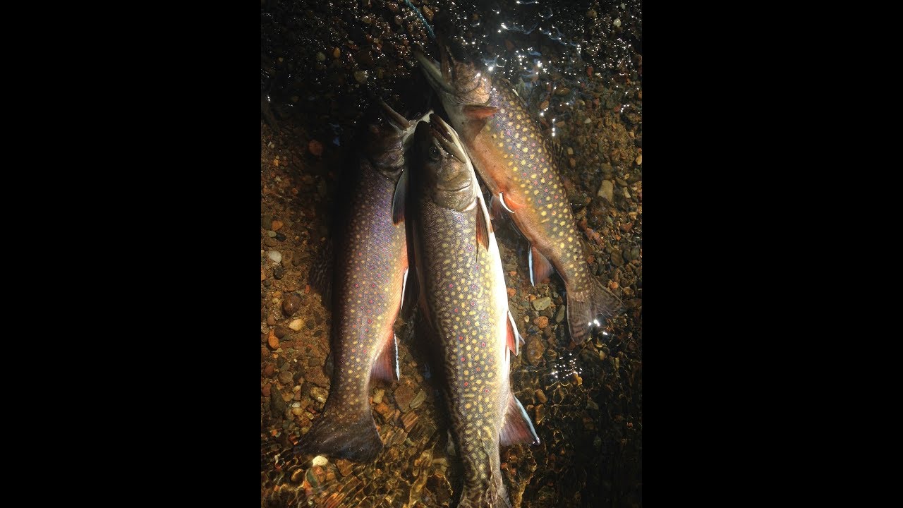 Northern WI brook trout YouTube