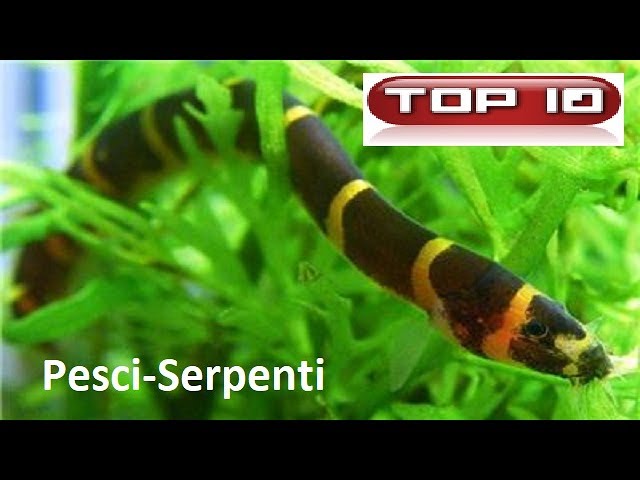 Featured image of post Bellissimi Pesci Acqua Dolce Acquario Piccolo