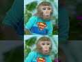 Monkey Baby Shark #monkeyfunnyvideos #cutemonkey #monkeybonbon #animalshome #comedy