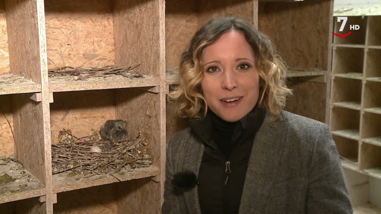 El Correvuela T1/E10: El burro zamorano leonés y el pichón