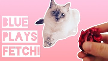Ragdoll Cat Plays Fetch like a Pro!
