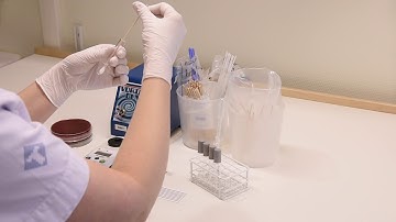 1  Preparation of inoculum (Romanian)