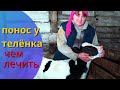 Понос у телят. Лечение поноса  у телят (диарея). Вьетнамская свинья - скоро опорос. 24 банки паштета