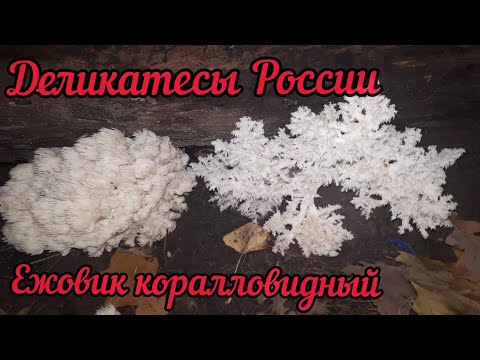 Гриб Ежовик коралловидный. Рецепт