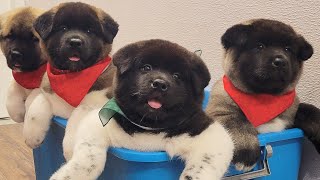 Today I groomed bear cubs | American Akita puppies