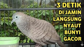 Download Lagu Perkutut Lokal Gacor Suara Super Kristal - Pancingan Malas Bunyi  (99%AMPUH BANGET) MP3