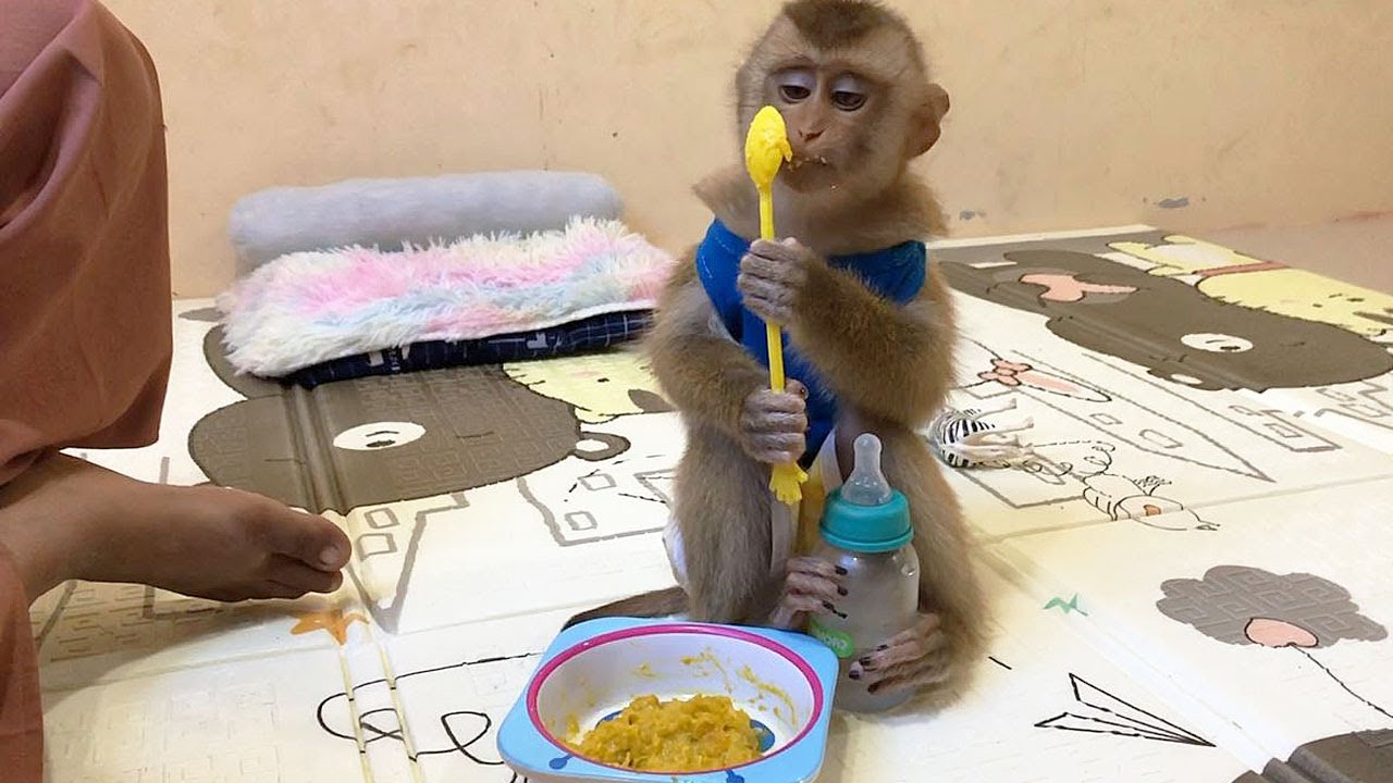 Prince Jason Humble Behavior Request Mom To Eat Mashed Pumpkin Politely