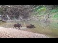 UN CHEVREUIL ET LES SANGLIERS TRAVERSENT LA RIVIÈRE