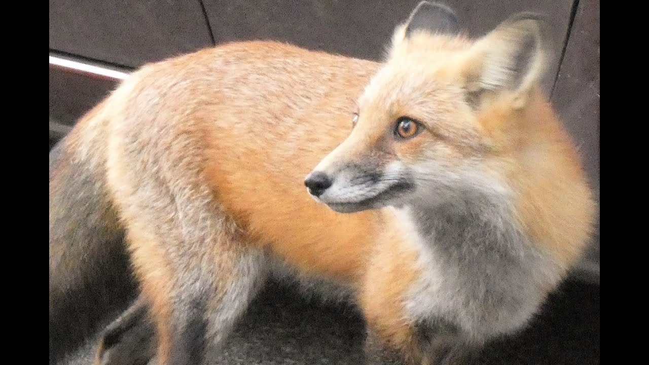 Red Fox hunting for food at Great Falls Park, beside the canal tow path