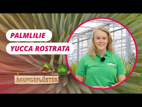 Palmlilie Yucca rostrata | Baumgeflüster #79