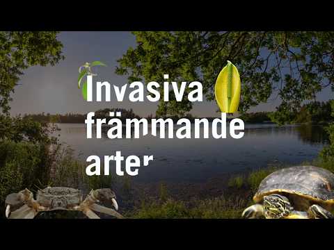 Video: Vad är skillnaden mellan främmande och invasiva arter?