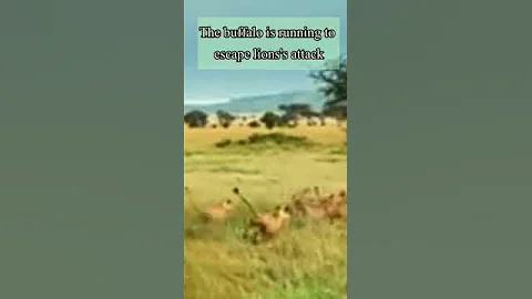 The buffalo is running to escape lion's attack |#wild |#shorts  |@KiratoonWildStory