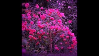 Neşet Ertaş-Ne Güzel Yaratmış Seni Yaradan