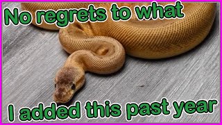 Holdbacks and Picked up Ball Pythons from the last year