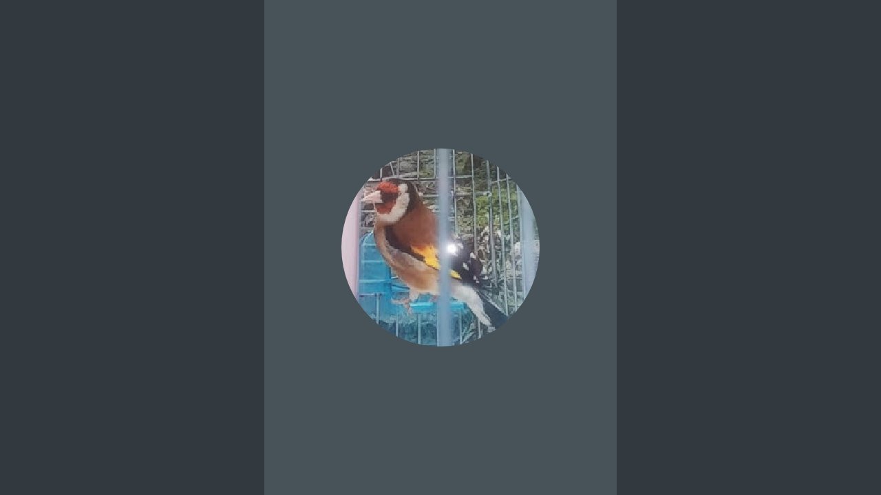 Kaviss Kavra est en direct !الاجتهاد فالتغريد الجزائري