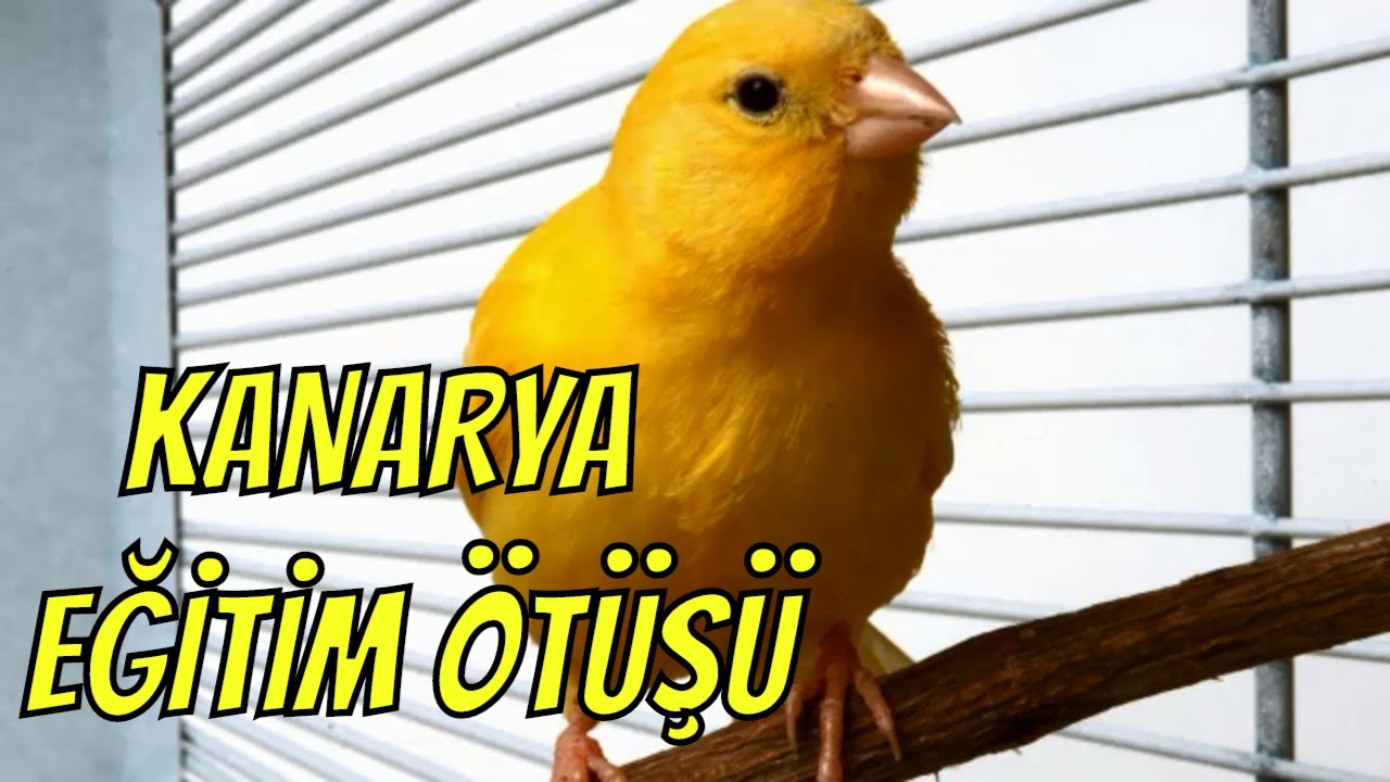 ERKEK KANARYA EĞİTİM ÖTÜŞÜ  // MalinuA -WaterslageR-Canary