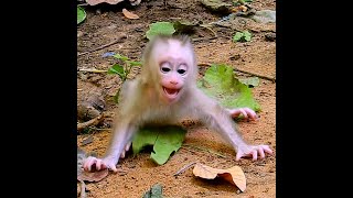 New baby monkey cry tantrum with mom